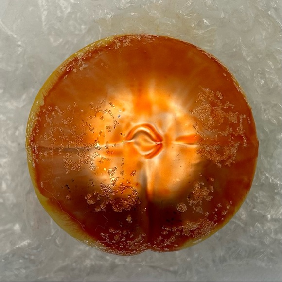 European Glass Sugared Peach Hand-painted Holiday Ornament - Picture 7 of 8